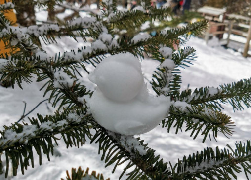 追忆轿子雪山